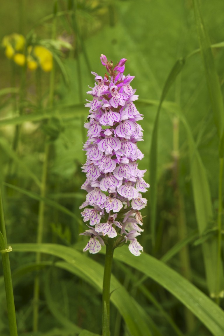 Višakio slėnio botaninis draustinis