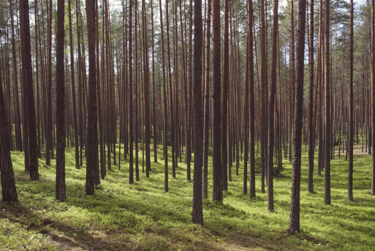 Kazlų Rūda - Lėtasis turizmas