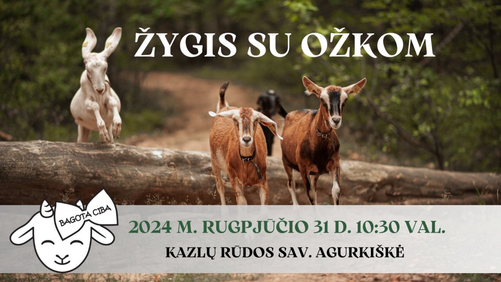 Žygis su Bagota Ciba ožkomis